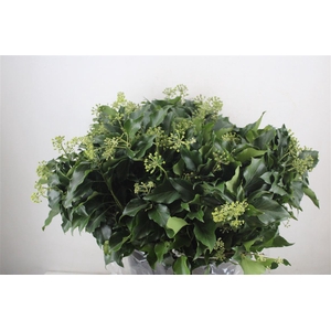 Hedera Leaves 400gr P Bunch