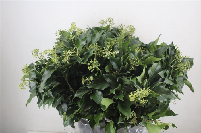 <h4>Hedera Leaves 400gr P Bunch</h4>