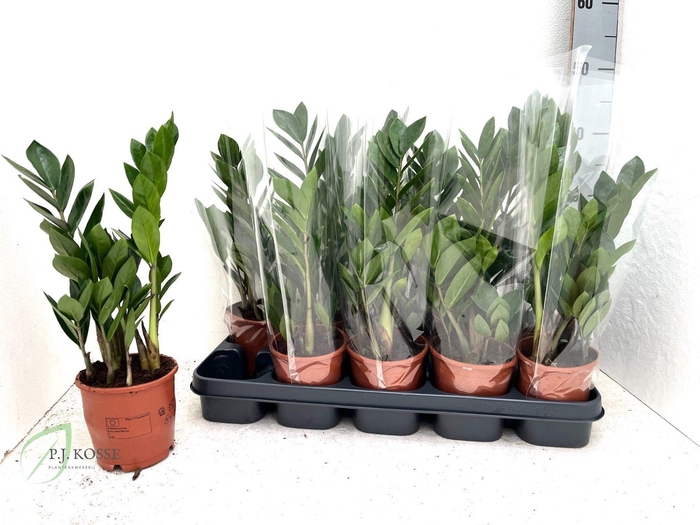 <h4>ZAMIO ZAMIIFOLIA</h4>