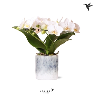 Kolibri Orchids Phalaenopsis Halo white in Sky pot