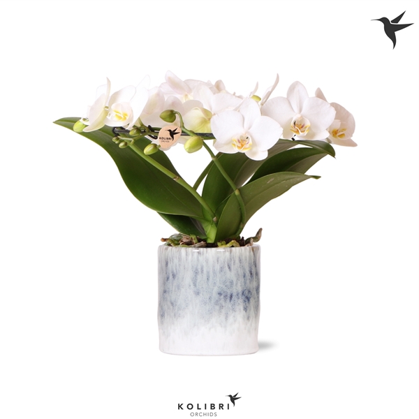 <h4>Kolibri Orchids Phalaenopsis Halo white in Sky pot</h4>