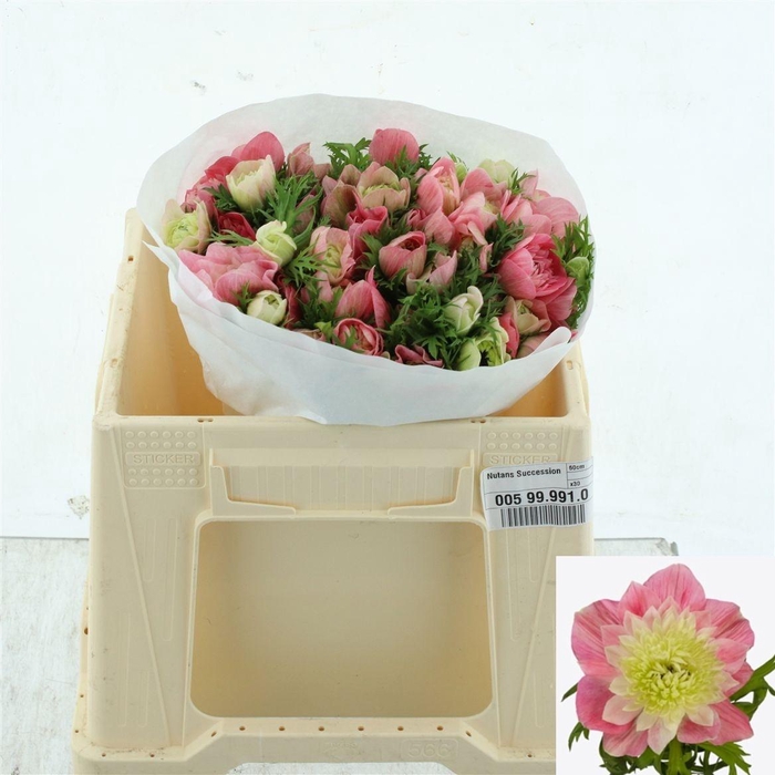 <h4>ANEM CO LEVAN ROSA</h4>