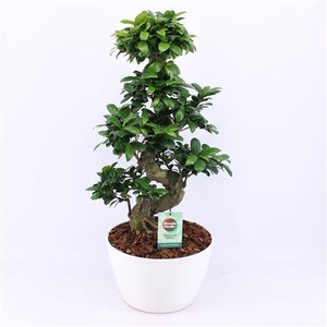 Ficus Mi Ginseng Keramiek Wit