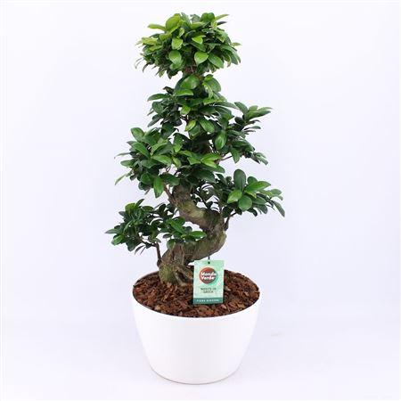 <h4>Ficus Mi Ginseng Keramiek Wit</h4>