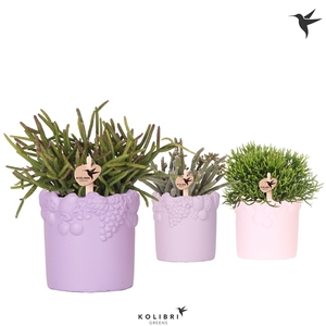 Kolibri Greens Rhipsalis mix in Fruity pot pink mix