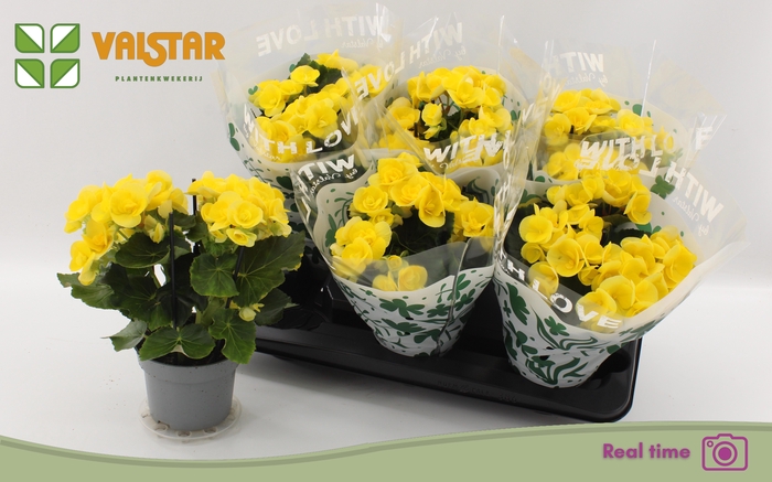 <h4>BEG HL BLITZ</h4>