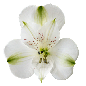 ALSTR CONCORDE Tessa