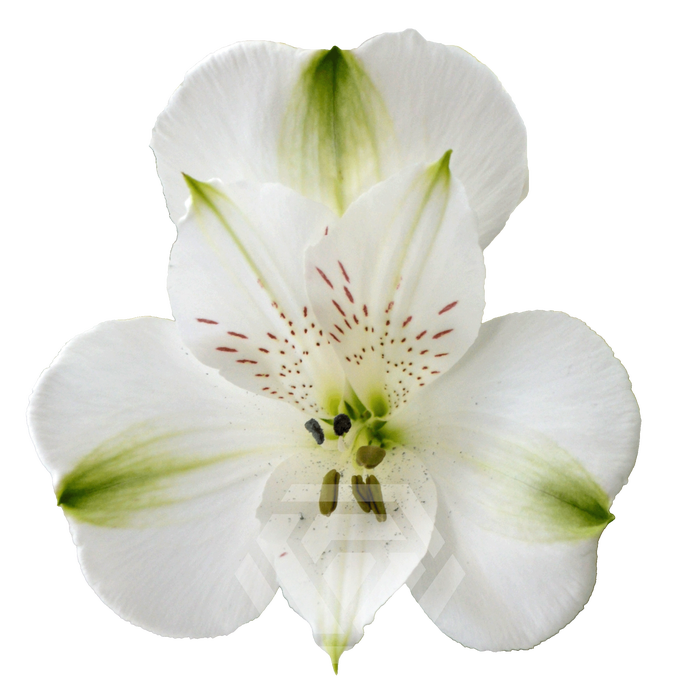 <h4>ALSTR CONCORDE Tessa</h4>