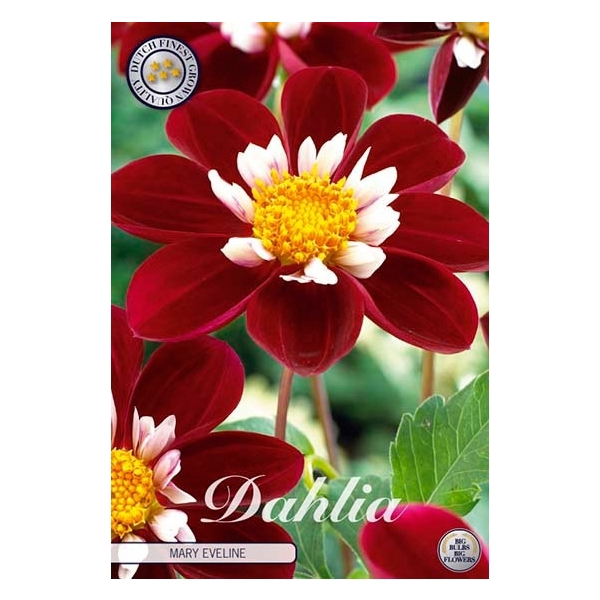 <h4>Dahlia Mary Eveline x1</h4>