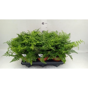 Asplenium  'Parvati'