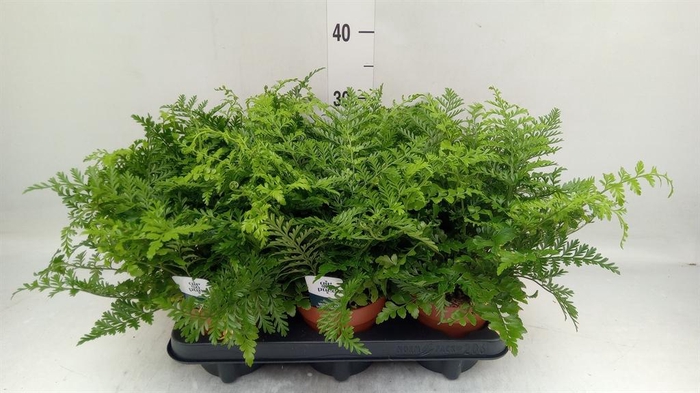 <h4>Asplenium  'Parvati'</h4>