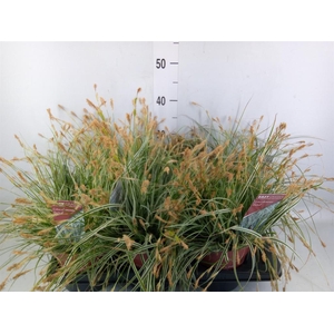 Carex oshimensis 'Everest'