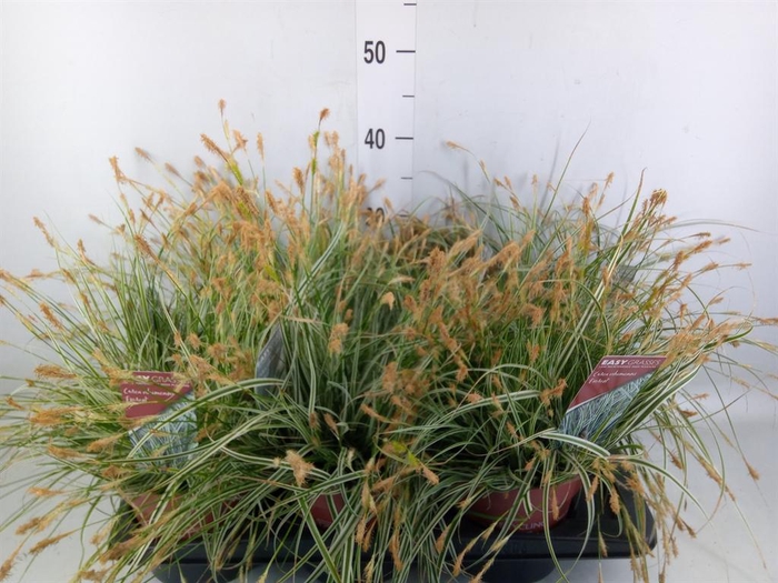 <h4>Carex oshimensis 'Everest'</h4>