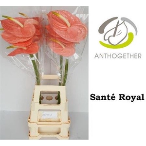 Anth A Sante Royal