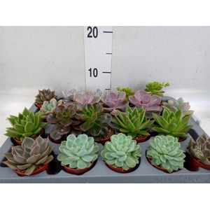 Echeveria   ...mix