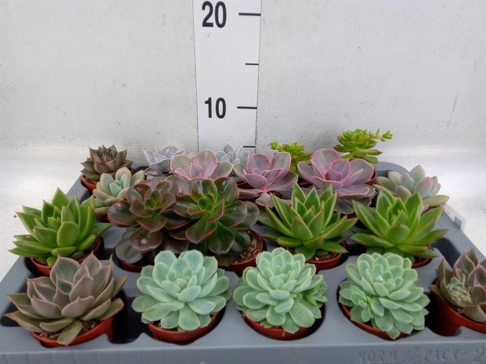 <h4>Echeveria ...mix</h4>
