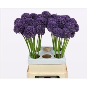 ALLIUM AMBASSADOR