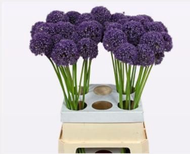 <h4>ALLIUM AMBASSADOR</h4>