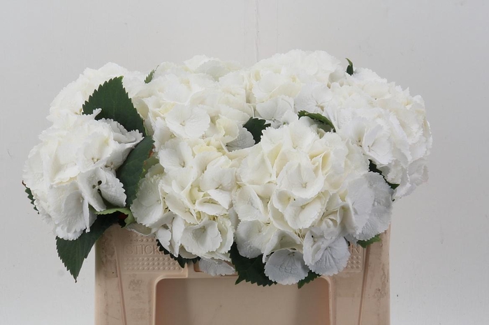 <h4>Hydr M Schneeball</h4>