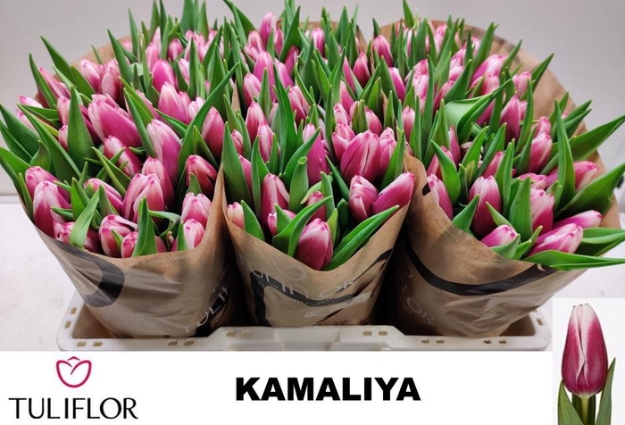 <h4>TU EN KAMALIYA</h4>