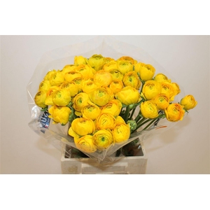 Ran Cloni Ex Solaris