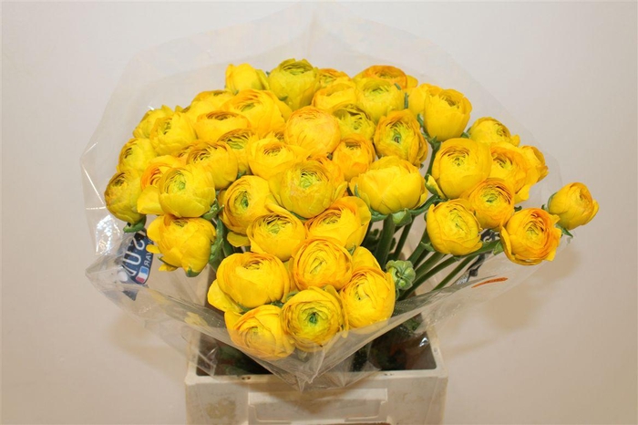 <h4>Ran Cloni Ex Solaris</h4>