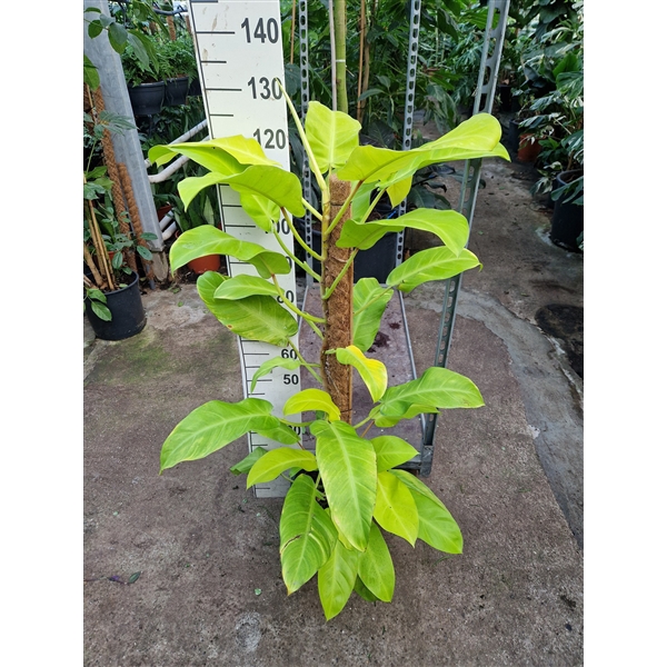 <h4>Philodendron Malay Gold mosstok 120</h4>