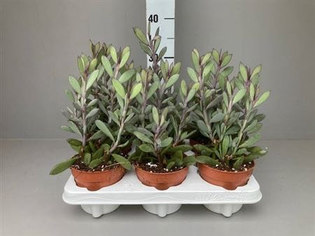 <h4>Senecio Crassisimus</h4>