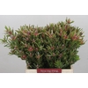 Leucadendron Ayoba Star Pearl