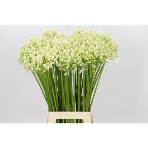 Agapanthus White Grace