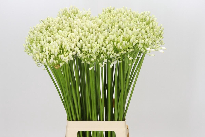 <h4>Agapanthus White Grace</h4>