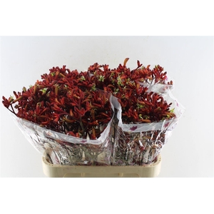 Anigozanthos Early Spring Red