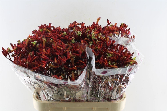<h4>Anigozanthos Early Spring Red</h4>