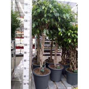 Ficus benja. 'Exotica'