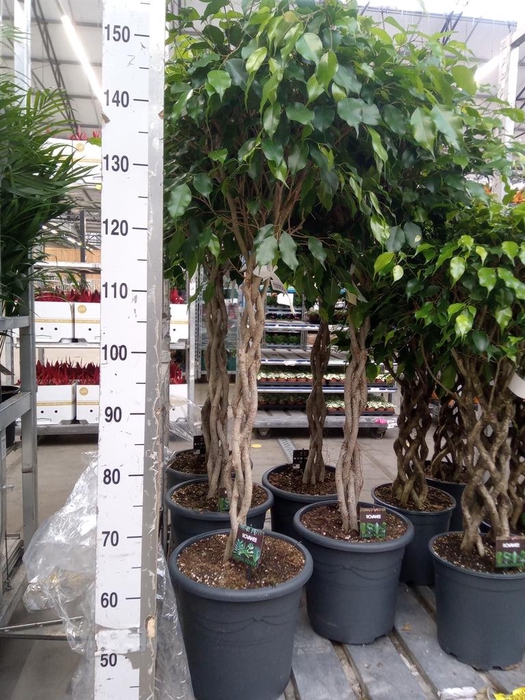 <h4>Ficus benja. 'Exotica'</h4>