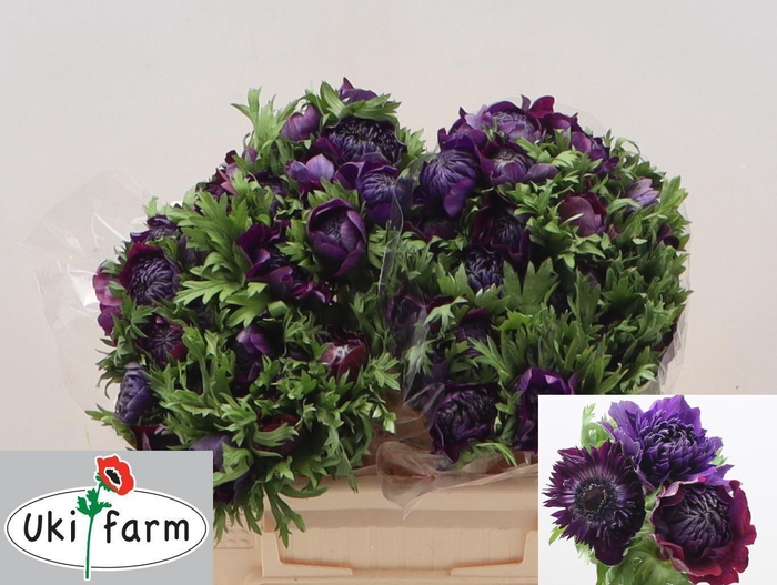 <h4>ANEM CO LEVAN BORDO</h4>