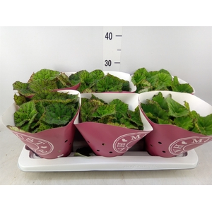 Begonia BD 'Lime Fever'