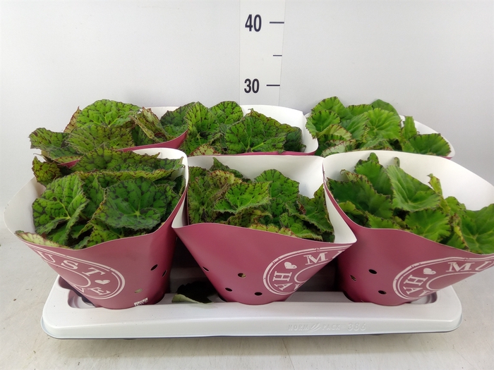 <h4>Begonia BD 'Lime Fever'</h4>