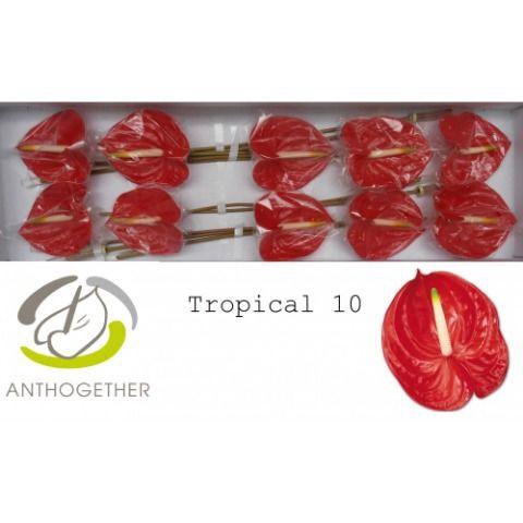 <h4>Anthurium Tropical</h4>