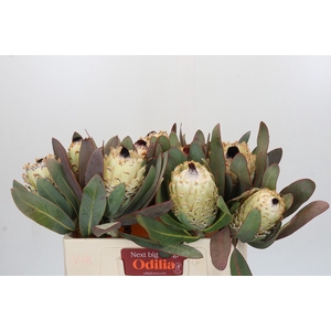 Protea Barbigera Ice Queen