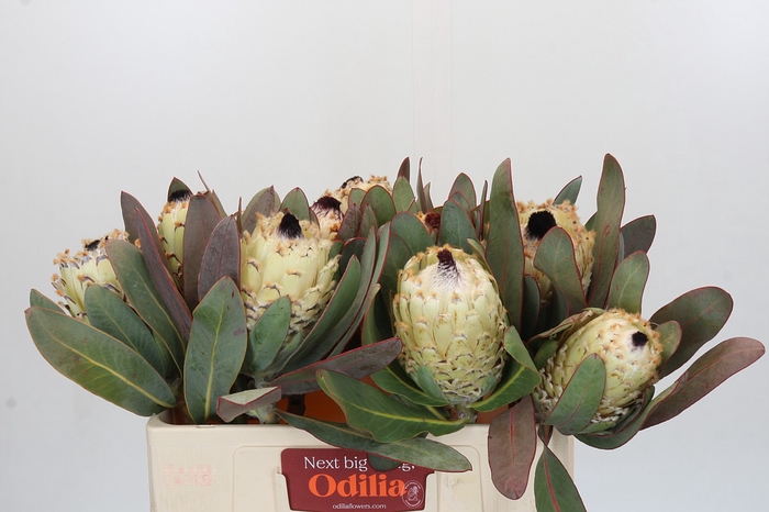 <h4>Protea Barbigera Ice Queen</h4>