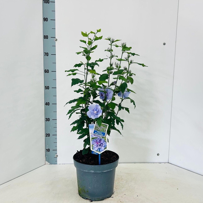<h4>Hibiscus syriacus</h4>