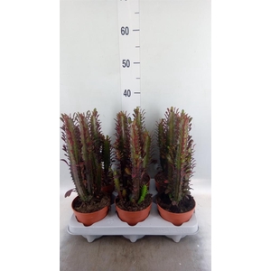 Euphorbia trigona 'Rubra'