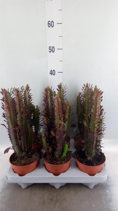 <h4>Euphorbia trigona 'Rubra'</h4>