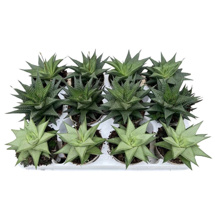 <h4>HAWORTHIA HYBRID P9 MIX</h4>