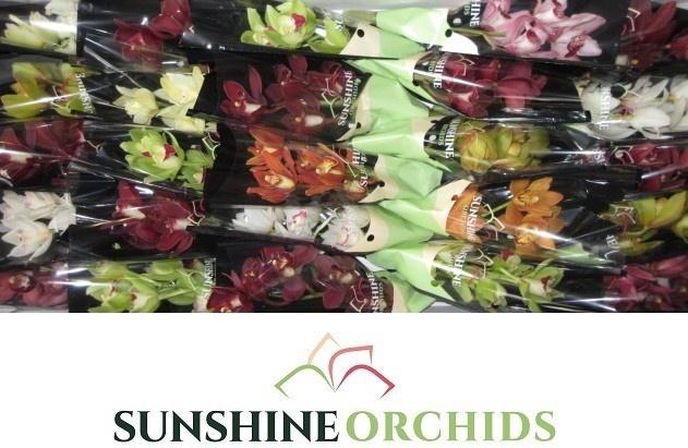 <h4>CYMB MI GEM</h4>