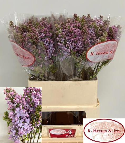 <h4>SYR V LAVALIENSIS</h4>