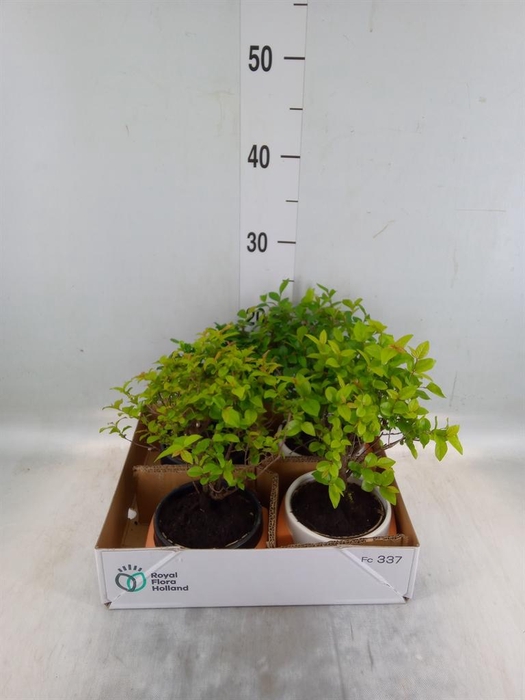 <h4>Bonsai ...mix</h4>