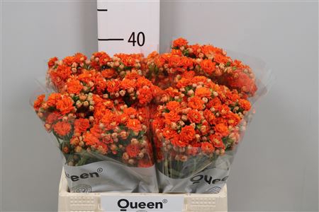 <h4>Kal Bri Orang Meadow</h4>