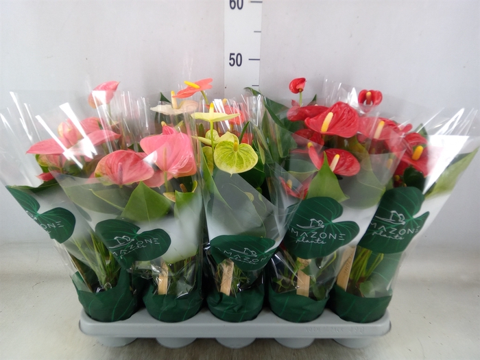 <h4>Anthurium   ...mix 4</h4>